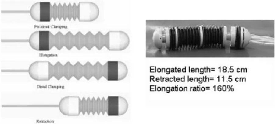 Figura  1.7  Realizzazione  di  una  sonda  endoscopica  inspirata  al  meccanismo  di  locomozione  e 