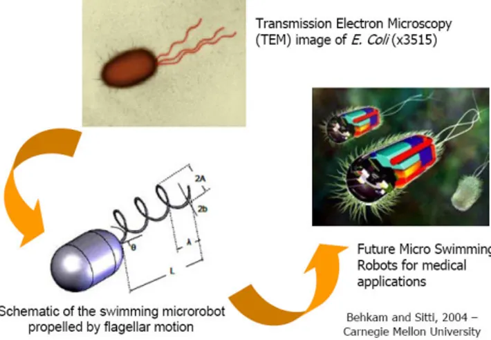 Figura 1.8 Swimming robots ispirati al meccanismo di locomozione di organismi procariori