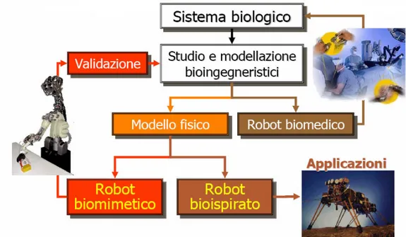 Figura  1.2  Le diverse prospettive della biorobotica. Il modello del sistema biologico può servire o a 
