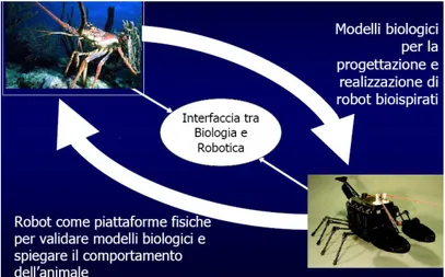 Figura  1.3  La  relazione  bidirezionale  tra  robotica  e  sistemi  biologici  secondo  l’approccio 