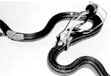 Figura  1.6  Il  serpente  robotico  realizzato  dal  del  Professor  Shigeo  Hirose,  del  Tokyo  Institute  of 