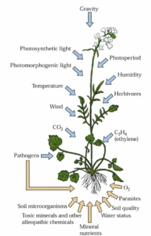 Figura 2.1 I numerosi stimoli che le piante sono in grado di percepire. 