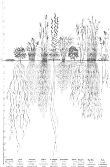 Figura 2.4 Apparati radicali di varie specie di piante. 