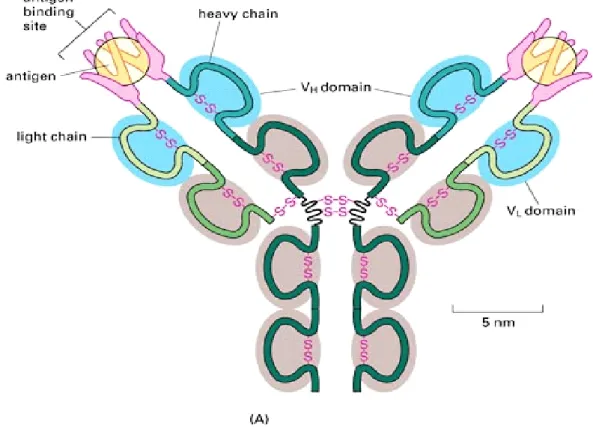 Fig. 1.2: Antibody structure 