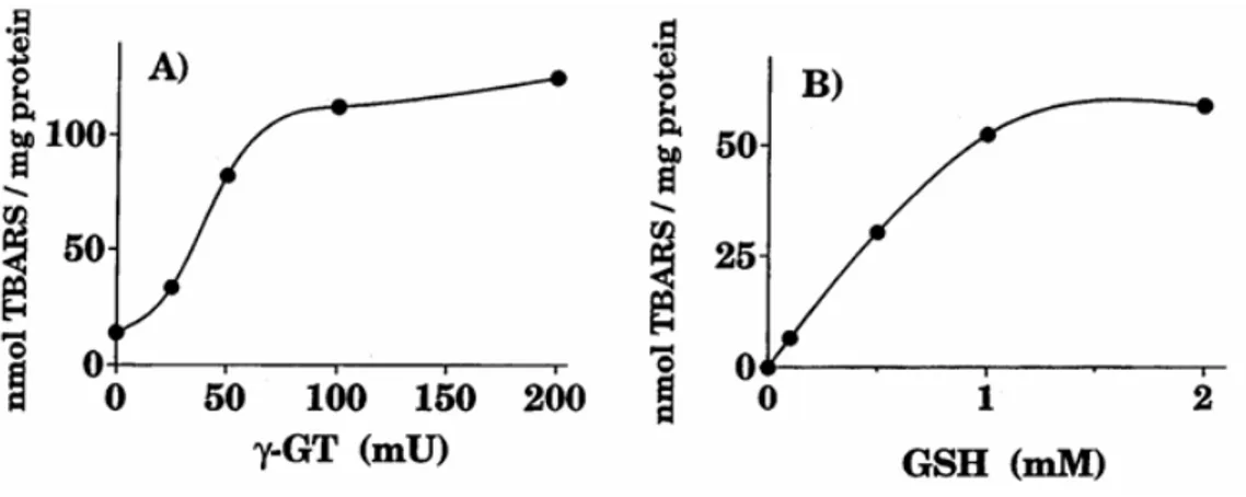 Fig 1.6 Ossidazione delle LDL dipendente dal GSH e dalla GGT  