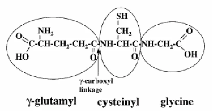 Fig. 1.3 Rappresentazione della struttura del glutatione (γ-glutammilcisteinilglicina)