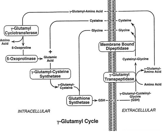 Fig 1.4 Ciclo del γ-glutammile (Lieberman et al., 1995) 