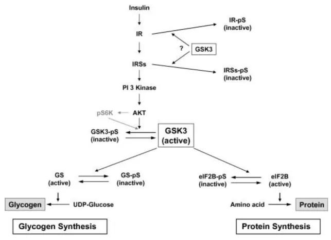 Fig. 2 2 . Regulation of GSK3 in insulin signaling. Upon insulin stimulation, linear activation of IR/IRS-1/Akt  inactivates GSK3, resulting in the dephosyphorylation of glycogen synthase and eIF2B