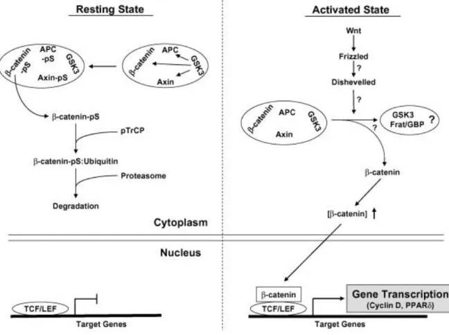 Fig. 3 3 . Role of GSK3 in the Wnt signaling pathway. In resting state, GSK3 phosphorylates β-catenin, Axin,  and  APC,  leading  to  the  ubiquitin-mediated  degradation  of  β-catenin