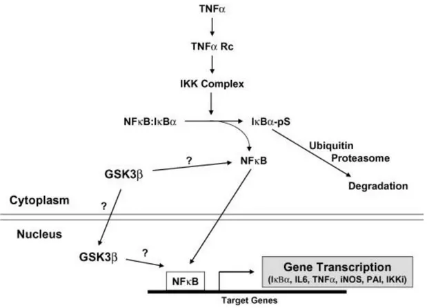 Fig.  4 4 . Role  of  GSK3  in  NFκB  signaling.  GSK3β  plays  a  positive  role  in  NFκB  activation