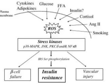 Fig. 3 3 . ROS accumulation as a unifying pathway leading to and insulin resistance. Several factors exerting  cellular stress are proposed to cause insulin resistance via increased ROS production and oxidative stress