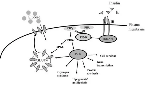 Fig. 2 2 . Insulin signalling via the PI3K-dependent pathway in adipocytes and skeletal muscle