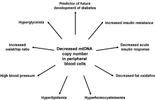 Fig. 1 1 . Association of decreased mtDNA copy number in peripheral blood cells with various  pathophysiological abnormalities of type 2 diabetes 