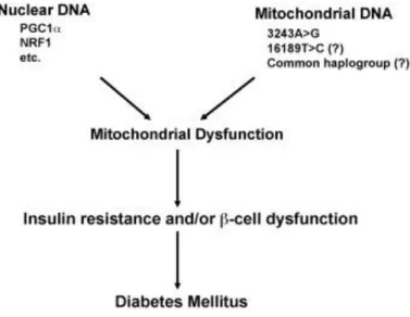 Fig. 2 5 . Genetic factors possibly related to mitochondrial dysfunction and development of diabetes mellitus