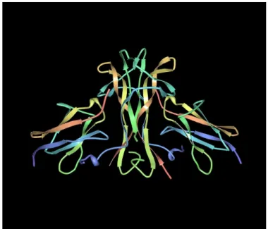 Figura  4.1  Rappresentazione  tridimensionale della struttura  di due molecole di NGF unite  a formare un omodimero