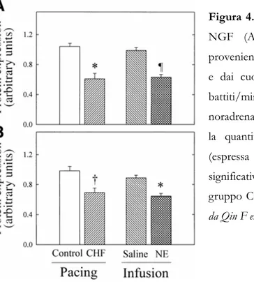 Figura 4.2 Risultati del Western Blot per  NGF  (A)  e  TrkA  (B)  da  tessuti  provenienti dai controlli (Control e Saline)  e  dai  cuori  sottoposti  a  pacing  a  100  battiti/min  (CHF)  o  ad  infusione  di  noradrenalina  (NA)