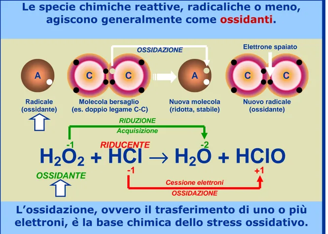 Fig 2: Basi chimiche dell’ossidazione (tratta da “Stress Ossidativo, Radicali  Liberi e Antiossidanti