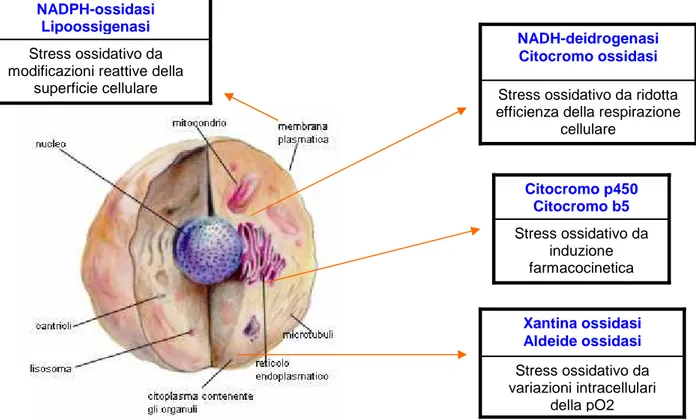Fig 3: Differenti fonti cellulari di ROS responsabili dei diversi meccanismi  di stress ossidativo (tratta da 