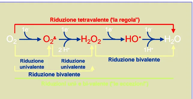 Fig 4: Riduzione monovalente e bivalente dell’ossigeno molecolare (tratta  da “Stress Ossidativo, Radicali Liberi e Antiossidanti