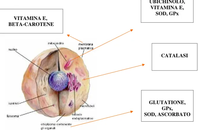 Fig 5: Compartimentazione dei sistemi antiossidanti (tratta da  www.iprase.tn.it/natura/atlante/CELLULA/Cell_11.htm)
