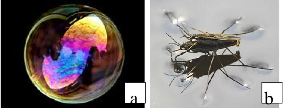 Figure 1 Examples of surface tension effects: a soap bubble (a) (source [10]) and a water striders (b) (source [11]) 