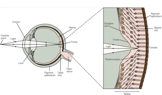 Figura 2.1: Nell'immagine a sinistra viene mostrata la localizzazione della retina all'interno dell'occhio