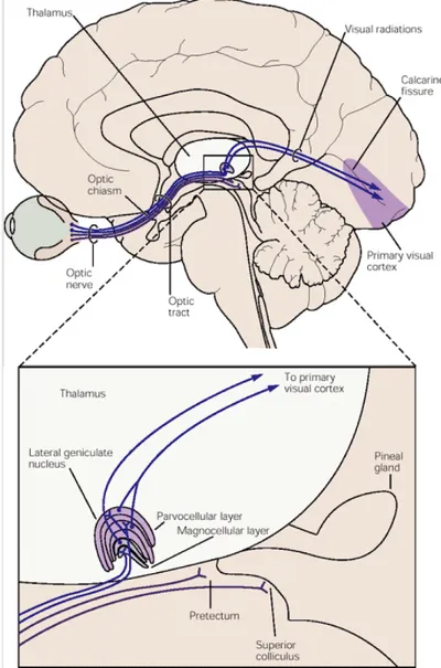 Figura 2.2: Diagramma semplicato delle proiezioni che partono dalla retina per le aree visive del talamo (corpo genicolato laterale), il collicolo superiore e il pretetto.
