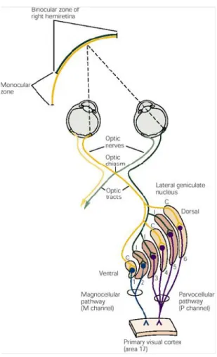 Figura 2.4: Il corpo genicolato laterale è il sito principale subcorticale per l'e- l'e-laborazione delle informazioni visive