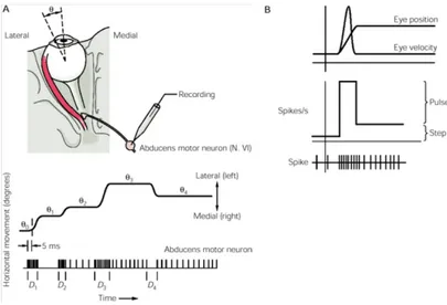 Figura 2.8: Segnali dei motoneuroni per la posizione e la velocità dell'occhio. In A e B si osserva la relazione tra la scarica del motoneurone abducente in una scimmia