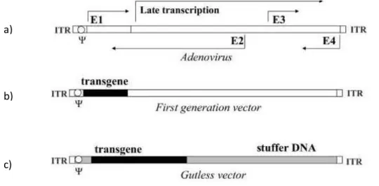 Figura 1.10: a) genoma di Adenovirus wild-type, b) vettore di prima generazione e c) vettore &#34;gutless&#34; a confronto 
