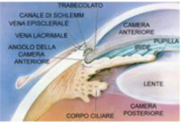 Fig. 6:  Glaucoma ad angolo aperto 