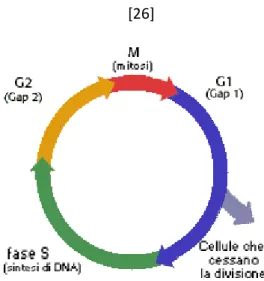 Figura 2.1- 1 Schematizzazione del ciclo cellulare 