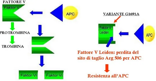 Figura 1. Fattore V Leiden