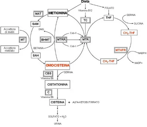 Figura 2. Metabolismo dell’omocisteina (modificata da Trabetti 2008)