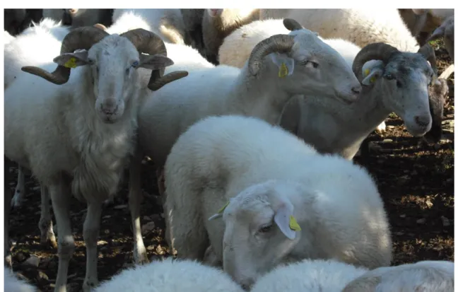 Figure 4. Photograph of a few examples of Zeri sheep.  