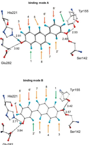 Figura 40. Le due modalità di binding dell’inibitore 12a nel sito catalitico dell’enzima 