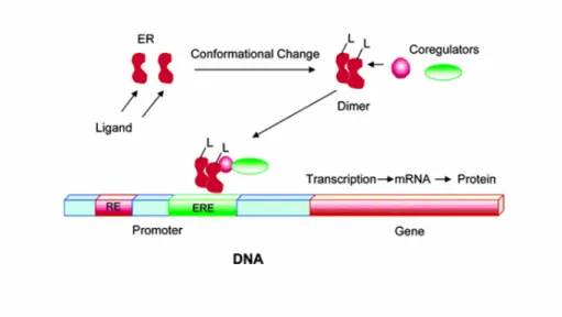 Figura 6. Il ligando si lega al recettore per gli estrogeni inducendo un cambio 