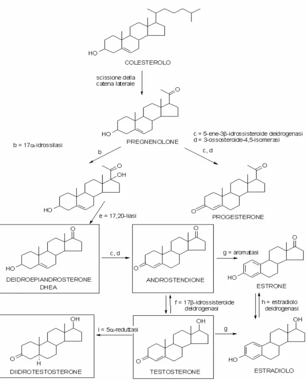 Figura 2. Biosintesi dell’estradiolo. 