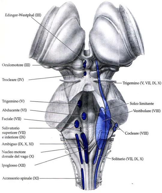Figura 3. Tronco encefalico visto dorsalmente.  La figura mostra le sedi dei nuclei dei nervi cranici
