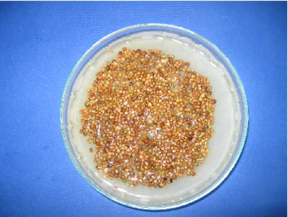 Foto n. 1: semi di spinacio trattati con soluzione a base di PEG 6000. 