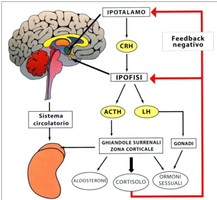Fig 7: Rappresentazione del meccanismo di feedback negativo del cortisolo  