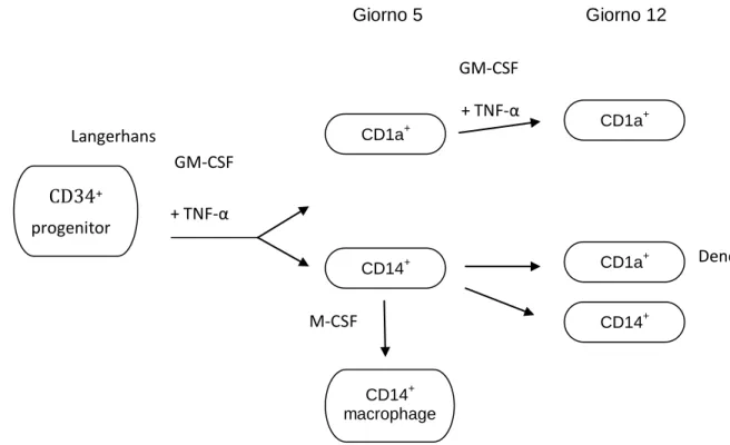 Fig. 1.10 - Differenziazione delle cellule CD34 +  (modificata da Cella M et al., 1997) 