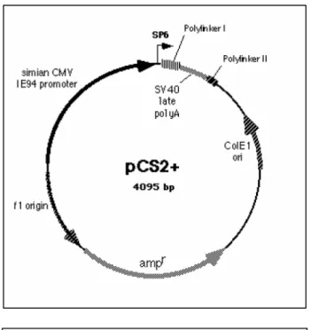 Figura 1. Rappresentazione schematica del plasmide  pCS2+. I siti di restrizione non sono mostrati
