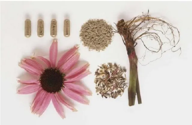Figura 5: Echinacea: parti della pianta e forma farmaceutica a base di estratto secco