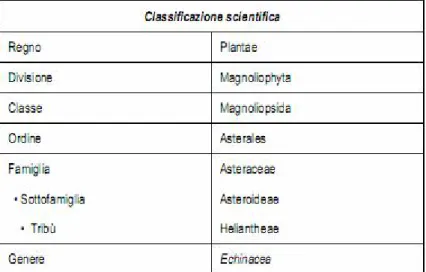 Tabella 1: Classificazione dell’Echinacea 
