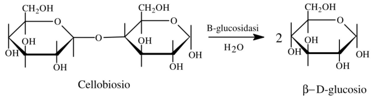Figura 0.1  Reazione catalizzata dalla β-glucosidasi. 