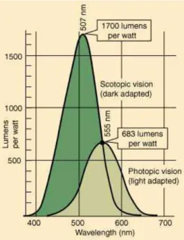 Figure 2.1: Response of human eye: absolute spectral luminous eciency functions for photopic and scopic vision (Nav97).