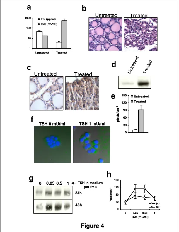 Figure 4    Expression of sortilin in thyroid epithelial cells is TSH-dependent. a-e) Mice treated  with  methimazole  and  sodium  perchlorate