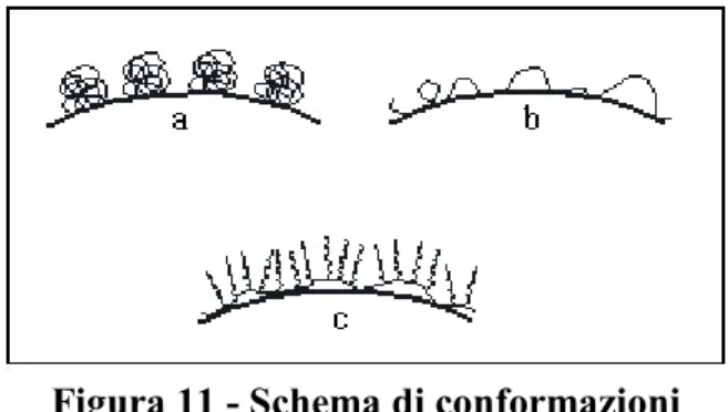 Figura 11 - Schema di conformazioni molecolari di polimeri adsorbiti su di un