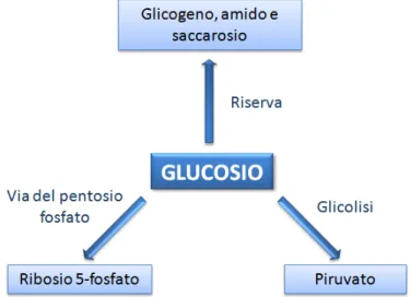 Figura 2. Le principali vie di utilizzazione del glucosio nelle cellule 
